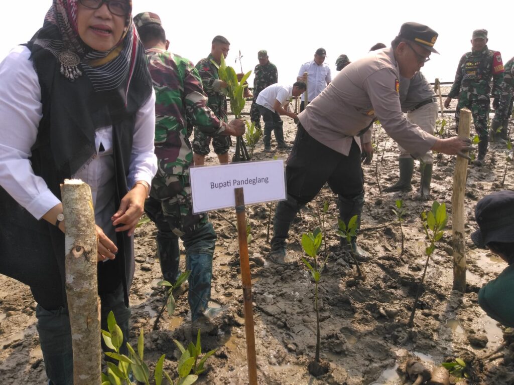 Kapolsek Panimbang Polres Pandeglang Hadiri Penanaman Pohon Mangrove di Pesisir Pantai Kp. Ciseukeut 3 WhatsApp Image 2024 05 22 at 11.20.24