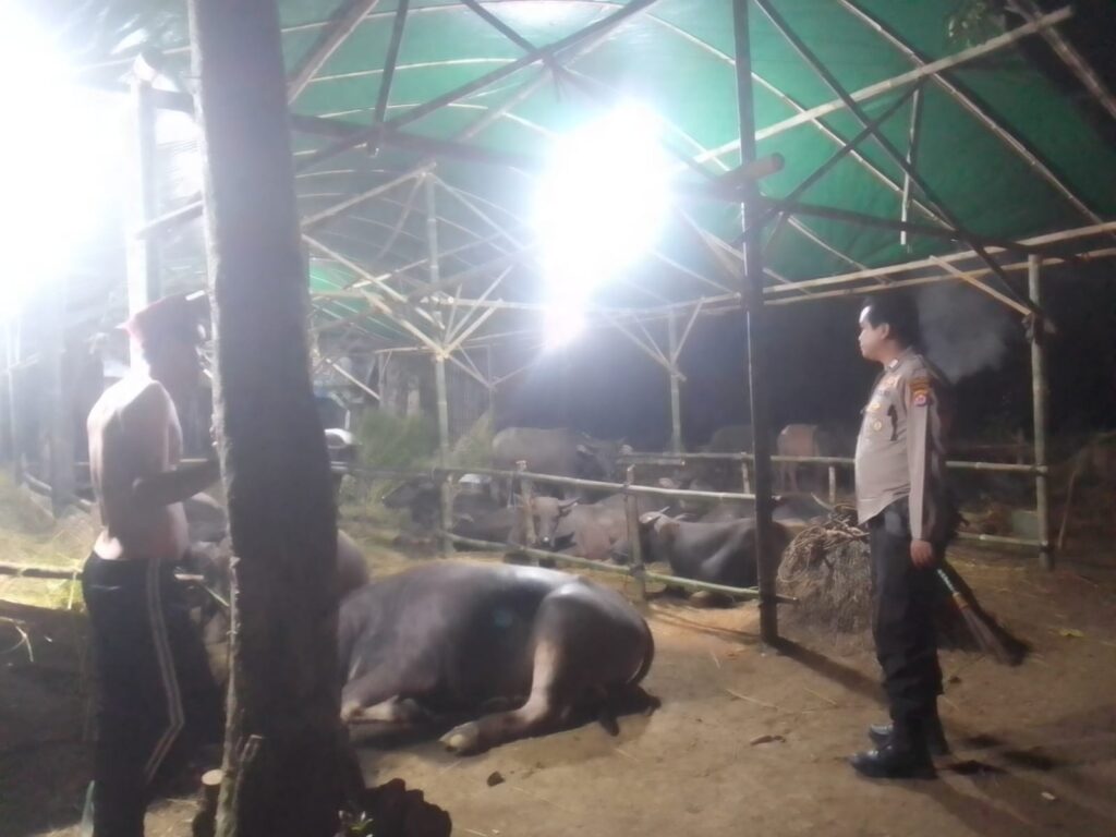 Polsek Menes Himbau Penjual Hewan Kurban di Menes Pandeglang Pastikan Kesehatan Hewan 9 WhatsApp Image 2024 06 02 at 16.38.25