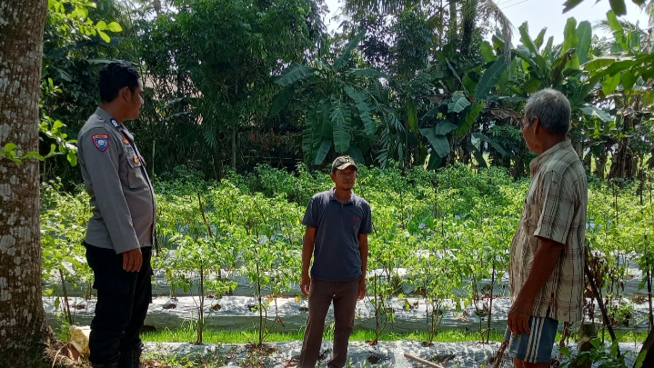 Bhabinkamtibmas Polsek Patia Sambangi Petani di Desa Idaman, Ajak Sukseskan Program Ketahanan Pangan 1 IMG 20250613 220013