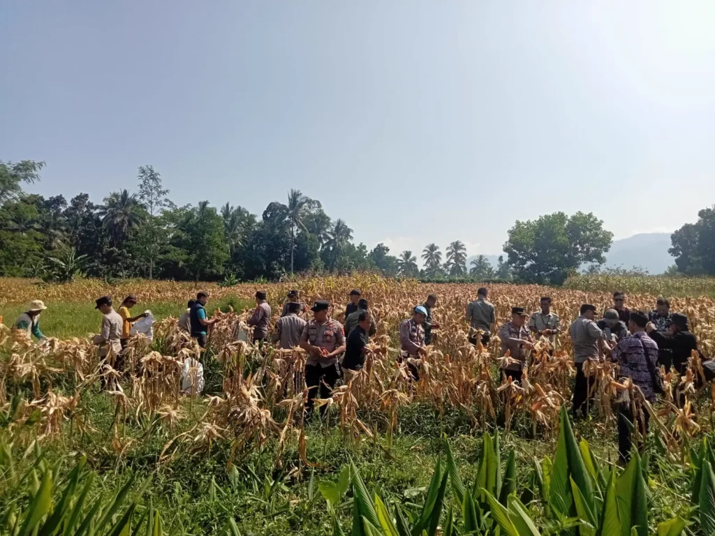 Dukung Swasembada Jagung Nasional, Polsek Pulosari Gelar Panen Raya Jagung Tahun 2026 1 MConverter.eu WhatsApp Image 2026 06 11 at 14.05.47